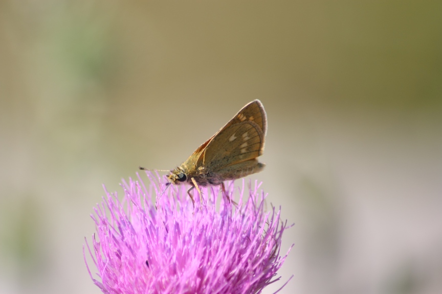 Hesperide ma quale: Hesperia comma